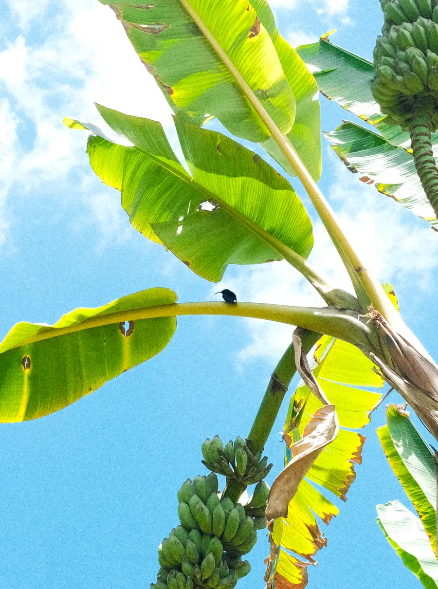 Madinina — photograph 9 of 24. [Description to be refined]